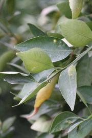              Sun leaves (Riverside, CA)       