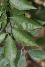              Shade leaves (Riverside, CA)       