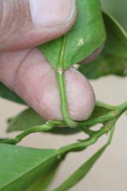              Petiole (Riverside, CA)       