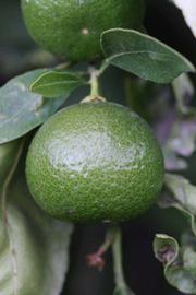            Immature fruit (Riverside, CA)   