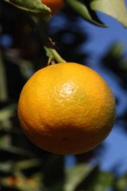            Fruit (Riverside, CA)   