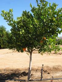            Habit (Riverside, CA)   