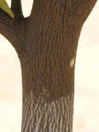            Bark (Riverside, CA)   