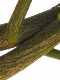              Second - third year twig (Riverside, CA)       