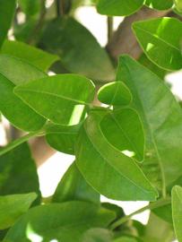              Shade leaves (Riverside, CA)       