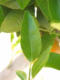              Unifoliolate leaf (Riverside, CA)       