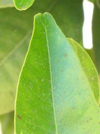              Margin (Riverside, CA)       