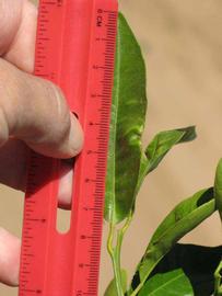              Unifoliolate leaf (Riverside, CA)       