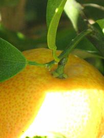            Fruit (Riverside, CA)   