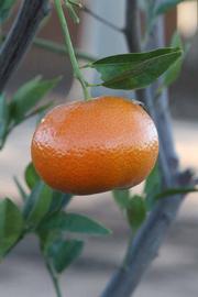            Fruit (Riverside, CA)   