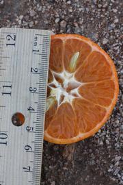            Fruit cross-section (Riverside, CA)   