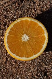            Fruit cross-section (Riverside, CA)   