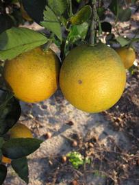            Fruit (Winter Haven, FL)   