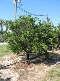            Habit (Winter Haven, FL)   