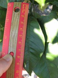              Unifoliolate leaf (Winter Haven, FL)       