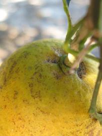            Fruit (Winter Haven, FL)   