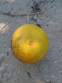            Fruit (Winter Haven, FL)   