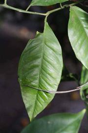              Unifoliolate leaf (Riverside, CA)       
