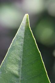              Margin (Riverside, CA)       