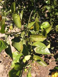            Sun leaves (Winter Haven, FL)   