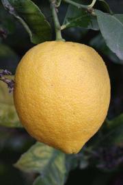            Fruit (Riverside, CA)   