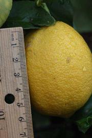            Fruit (Riverside, CA)   