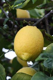            Fruit (Riverside, CA)   