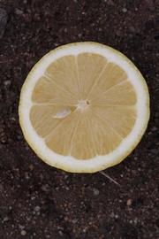            Fruit cross-section (Riverside, CA)   