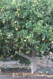            Habit (Riverside, CA)   