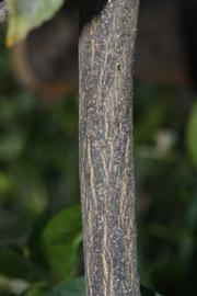              Second - third year twig (Riverside, CA)       