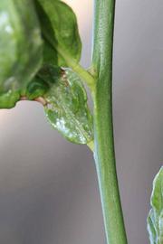            First year twig (Riverside, CA)   