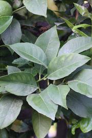              Shade leaves (Riverside, CA)       