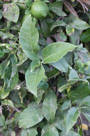              Shade leaves (Riverside, CA)       