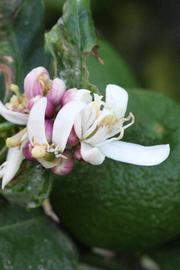              Flower (Riverside, CA)       