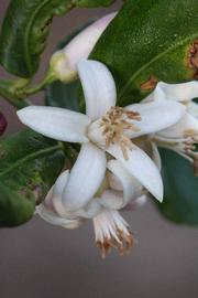              Flower (Riverside, CA)       