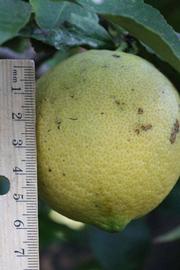            Fruit (Riverside, CA)   