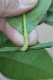              Petiole (Riverside, CA)       