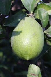            Immature fruit (Riverside, CA)   