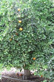            Habit (Riverside, CA)   