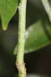              First year twig (Riverside, CA)       