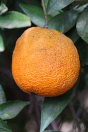            Fruit (Riverside, CA)   