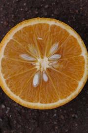            Fruit cross-section (Riverside, CA)   