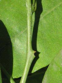            First year twig (Riverside, CA)   