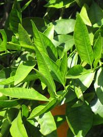              Sun leaves (Riverside, CA)       