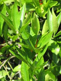              Sun leaves (Riverside, CA)       