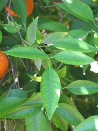              Shade leaves (Riverside, CA)       
