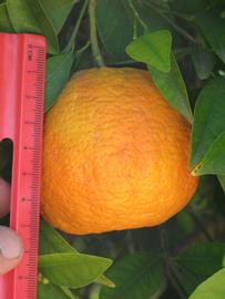            Fruit (Riverside, CA)   