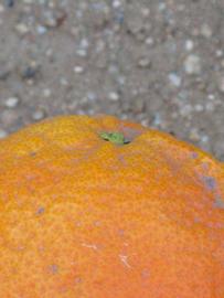            Fruit (Riverside, CA)   