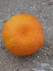            Fruit (Riverside, CA)   