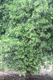            Habit (Riverside, CA)   